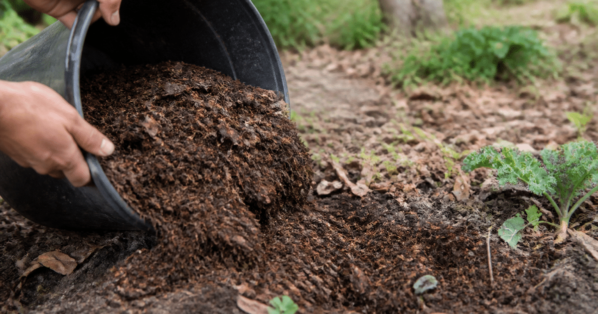 Mains versant du compost brun sur terre de jardin