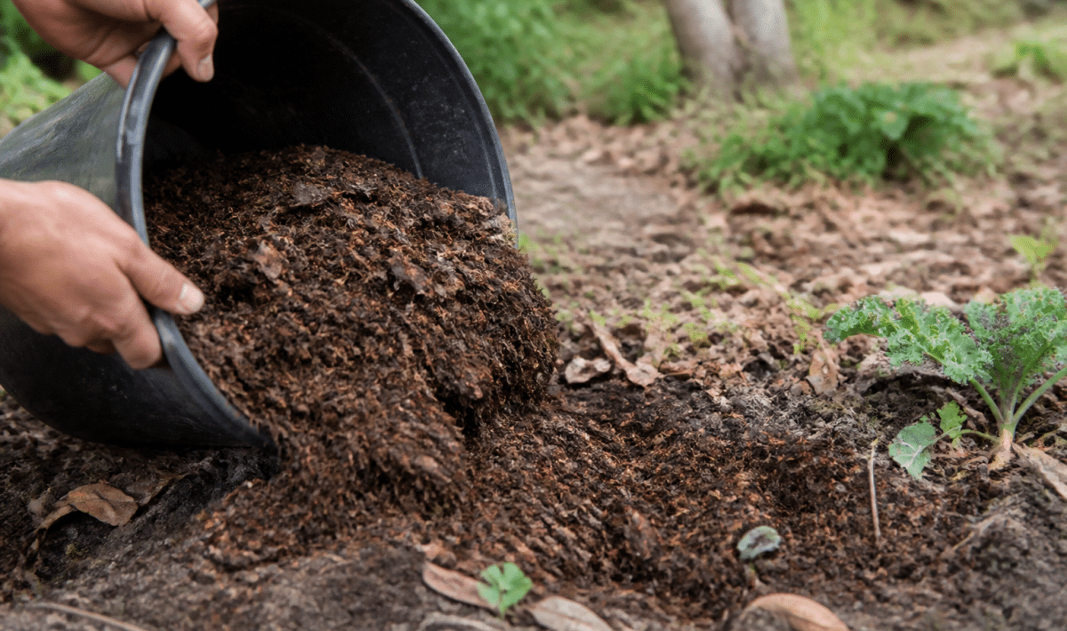 Mains versant du compost brun sur terre de jardin