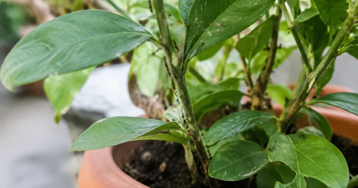 Plante en pot avec fourmis visibles sur tiges et feuilles vertes