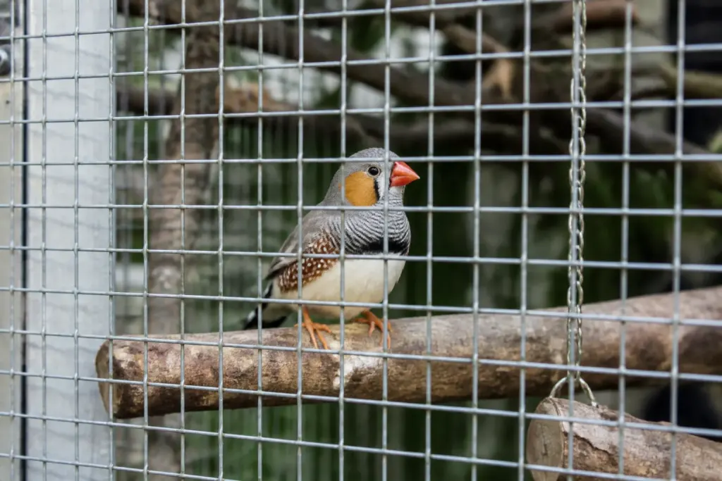 Mailles metalliques soudees inox pour oiseaux