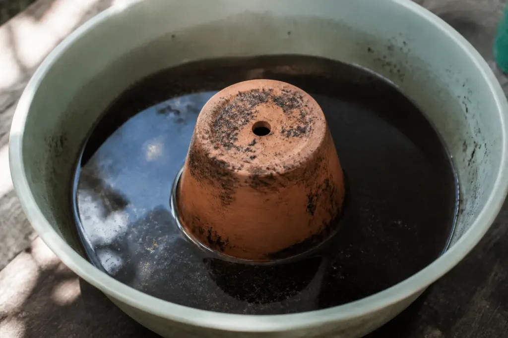 Pot immergé dans bassine d'eau avec marc café